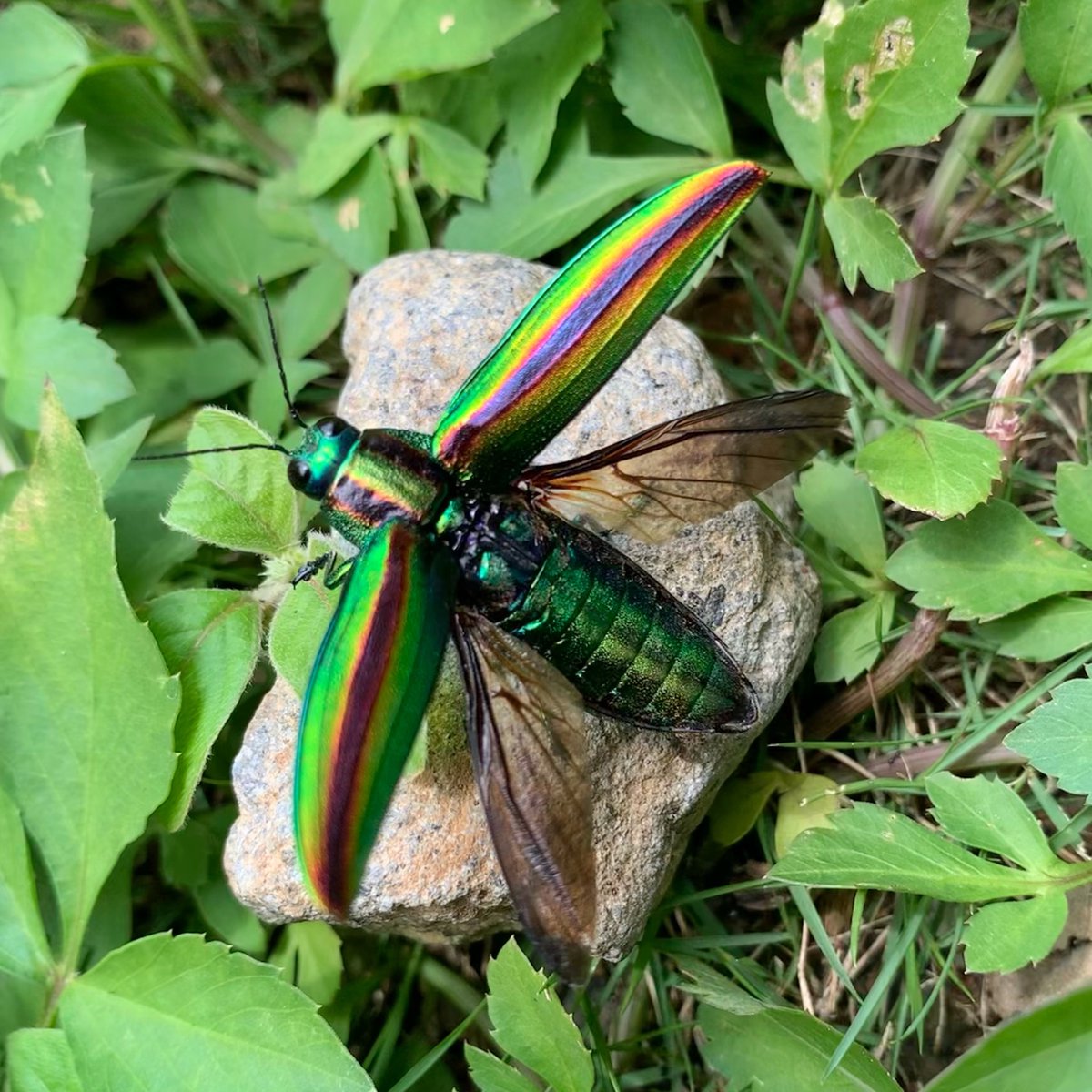 THYbeetles's tweet photo. 2022.08.29
Chrysochroa fulgidissima
彩豔吉丁蟲
-
桃園|復興(Fuhsing District)
📷:iPhone XR
——————————————
#thybeetles
#insects #insect #beetles #beetle
#Chrysochroa #Chrysochroafulgidissima
#彩豔吉丁蟲 #吉丁蟲 #甲蟲 #昆蟲
#生態攝影 #手機攝影 #攝影 #昆虫写真 https://t.co/0HeFB78CBQ