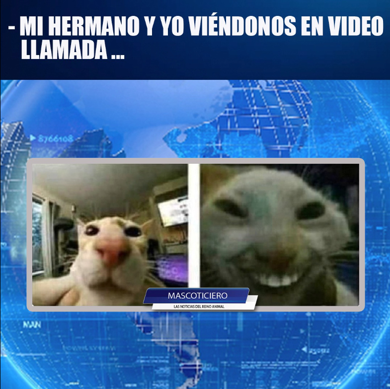mascoticiero's tweet photo. #aninales #mascoticiero #noticiasdeanimales #CatsLover #petsofinstagram #fypシ https://t.co/nug6SIw3Uy
