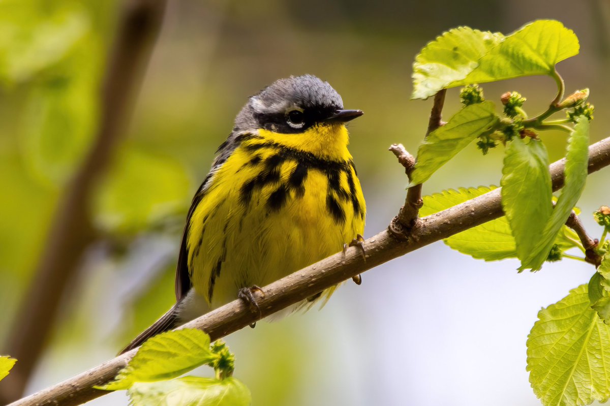 mitoGFP's tweet photo. Magnolia warbler in fall and spring. Both observed with @BirdingBobNYC #birdcpp #BirdsSeenIn2022 #birdwatching #birding #BirdTwitter #urbanbirding #fallmigration @inaturalist #BirdsofNYC #fallmigrants #springmigrants #warbler #magnoliawarbler https://t.co/mte6J8pYk9