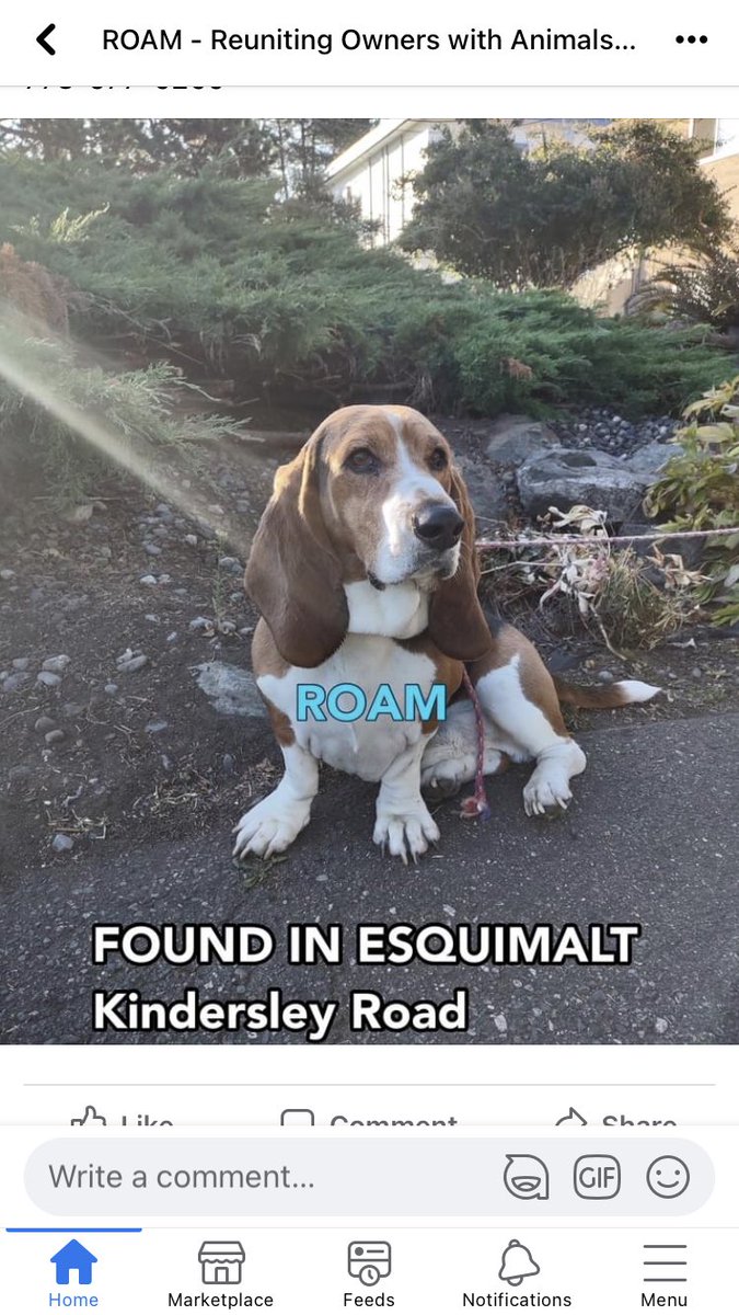 ProMaskersUnite's tweet photo. @HannayJanice @vicpdcanada @EsquimaltBC @CFBBFCEsquimalt @EsquimaltFire @SaanichPolice @saanich @saanichnews @CSaanich @CSaanichFire @CityOfVictoria @victoriabcbuzz @TownofViewRoyal @VirginRadioVIC @TheQdotFM @TheZone913 @ocean985 @CHEK_News @ViewRoyal_IHIP @VRFD Sorry for the panic all! It looks like Rocky was found as per the ROAM Facebook page. The Paw Boost profile was not updated ☹️. It the dude is home which is great news! https://t.co/lfzFmGrz0V