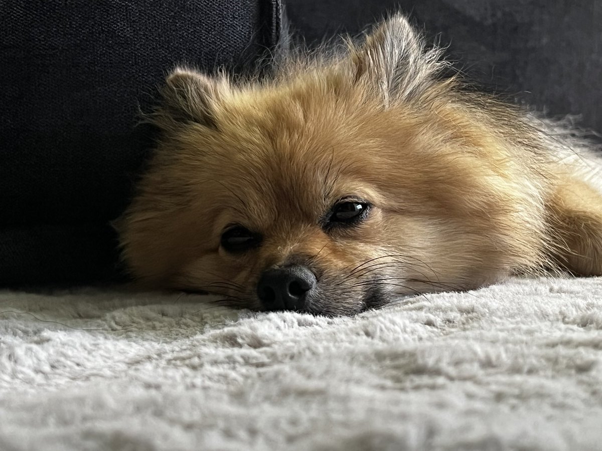 ChaCha27O's tweet photo. ねむいときの顔あざとい🥺かわいい🥺 https://t.co/6els4JIQ9j