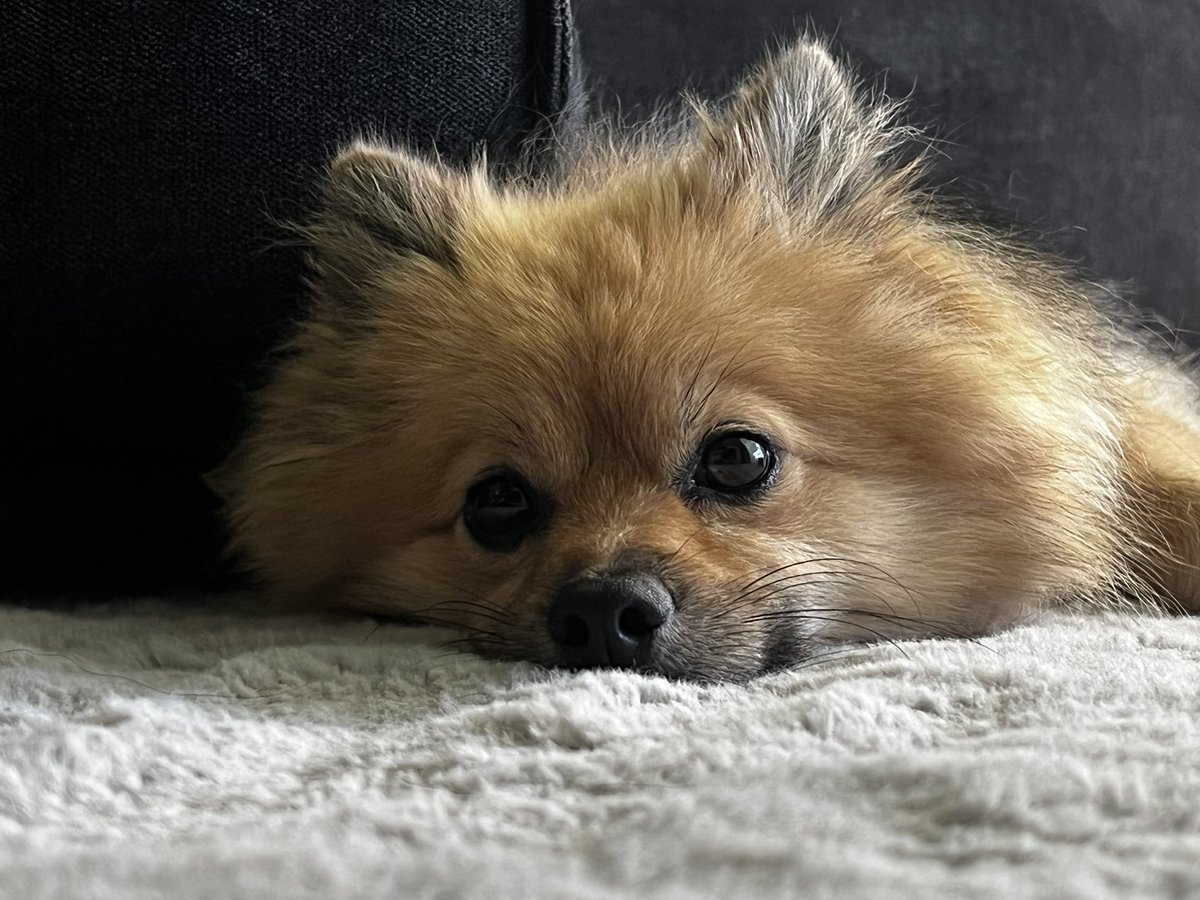 ChaCha27O's tweet photo. ねむいときの顔あざとい🥺かわいい🥺 https://t.co/6els4JIQ9j