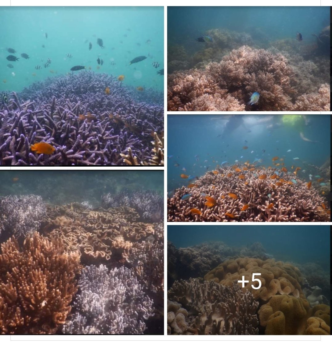 MangingisdaSays's tweet photo. This narrative is really alarming and only shows that the @DPWHph has no regard for the environment.

Just like what they did to justify the Dumaguete reclamation, the government is spreading lies that coral reefs are dead to push through destructive coastal development projects. https://t.co/8mFegY12F0