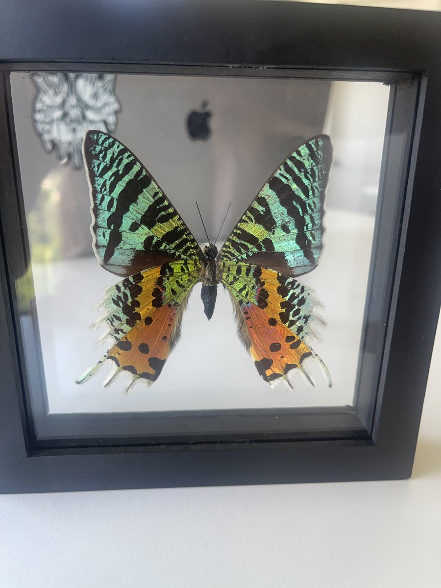 New painting inspired by the 🦋