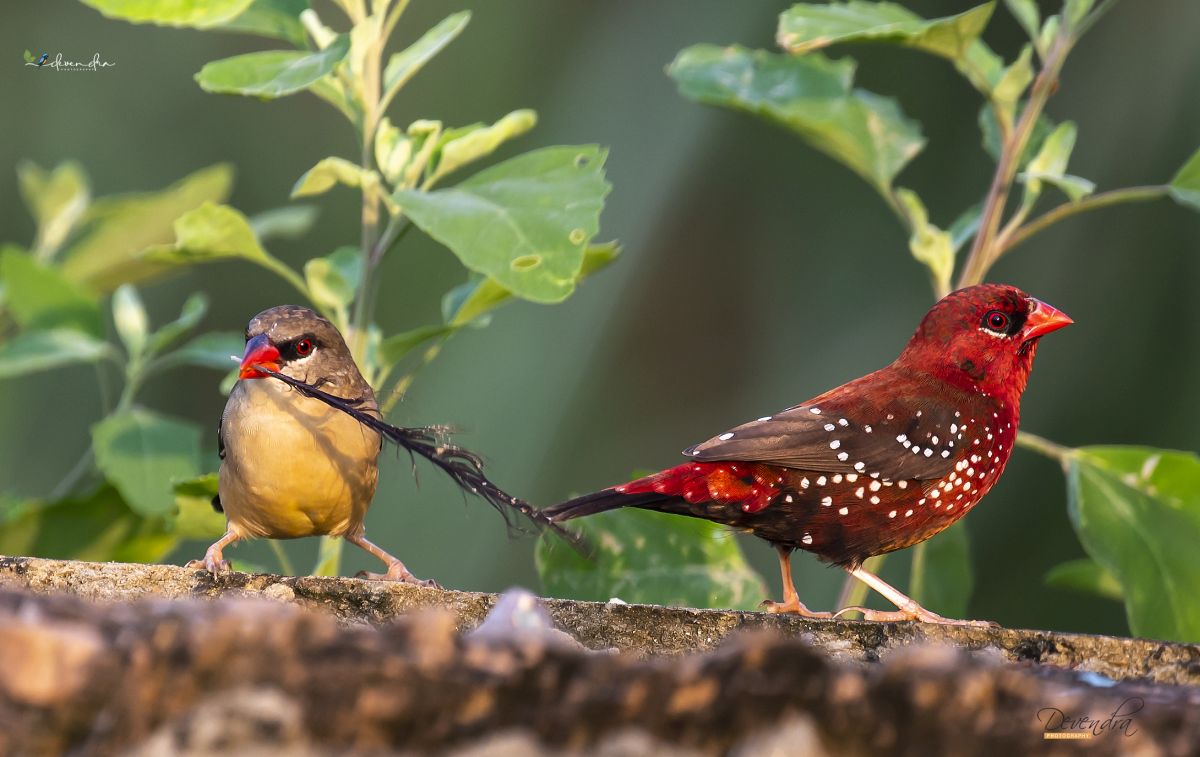 2Pitta's tweet photo. A pre nuptial gift from Her to Him...Red Munia, Strawberry Finch
#indiaves #TwitterNatureCommunity #TwitterNaturePhotography #birds #redmunia #strawberryfinch #birdwatching #birdphotography #delhibirds #twitterbirds #birding #morningbliss #birdsofharyana #Canon #happiness #happy https://t.co/XnFft2xO3B