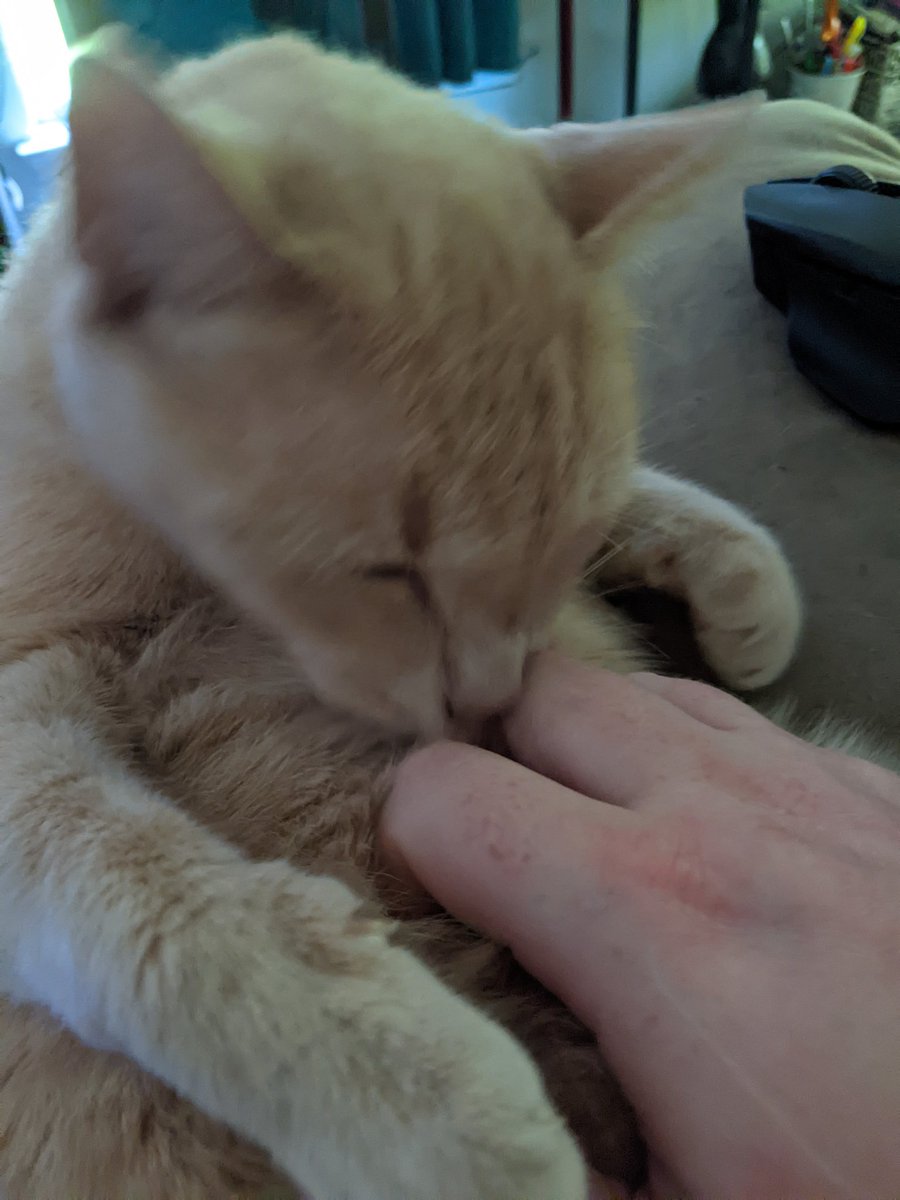 pringlebrazell's tweet photo. Don't you hate it when your human pets your tummy and scares you while you're sleeping.
#tryingtonap #getawayhuman #notummmyrubs #CatsOfTwitter https://t.co/SiVSyZOGTL