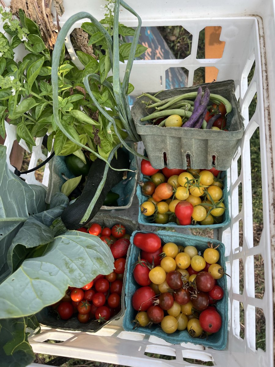 bennett_mca's tweet photo. Our garden harvest bin is full! Tomatoes, beans, zucchini, herbs, peppers and more! BPMC community and neighbors..stop by and share in the goodness. Wash and enjoy! @GGWNY @MSAAHC #schoolgardens #community https://t.co/Hlz6jhQDZu