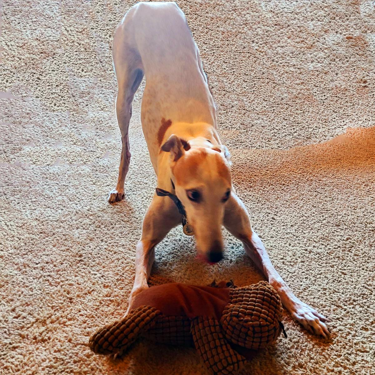AZHeartHounds's tweet photo. Tia says, "Don't auction off my moose"! Our Bidding For Good Auction and Fundraiser ends tomorrow/Wednesday. Hurry and make your bids and donations!
.
https://t.co/Cw7HXMVroO
.
#azheartfelthounds #biddingforgood https://t.co/Y9vuPfodKw