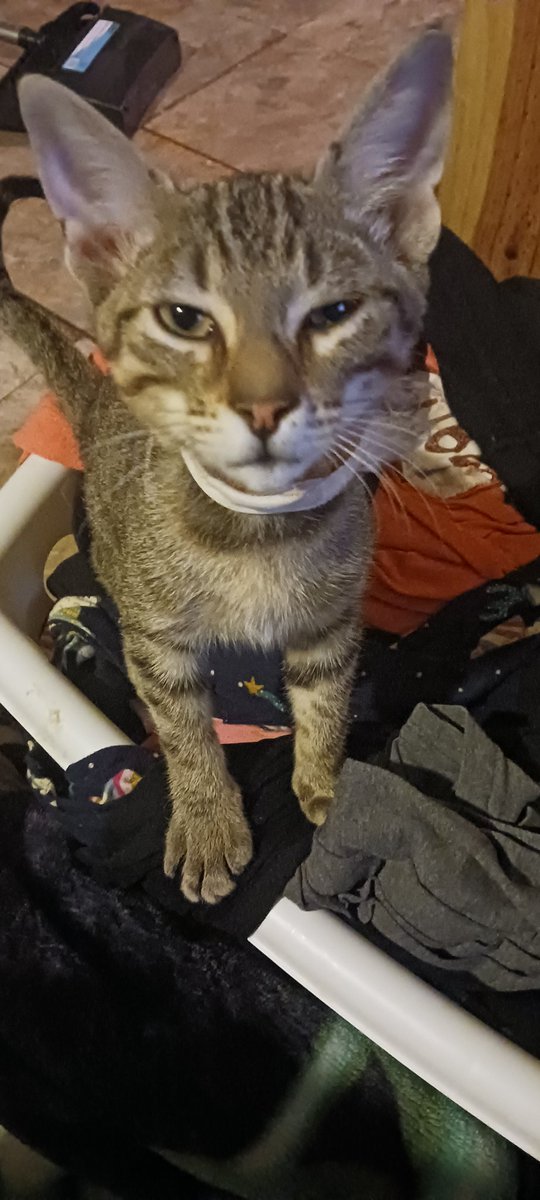 Gurl22Gamer's tweet photo. Kitty In laundry 🤨 https://t.co/n5xuJpkrZl
