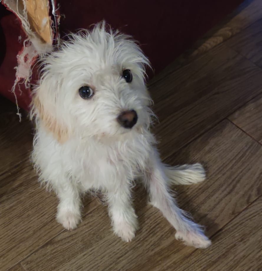 diana_dfc's tweet photo. Hermosa nenita en adopción responsable aprox 6 meses talla chica/med súper cariñosa, sociable y amorosa, quien se anima a darle una oportunidad? RT 🙏🏻 @MascotasSismo @perrososmx @acano52 @mayumiguillen @PaolaFrida @EsEstra @BrigadaMundo @CatQueen000 @ProyectoSixPack @FCF_mx https://t.co/1dBB16k4FN