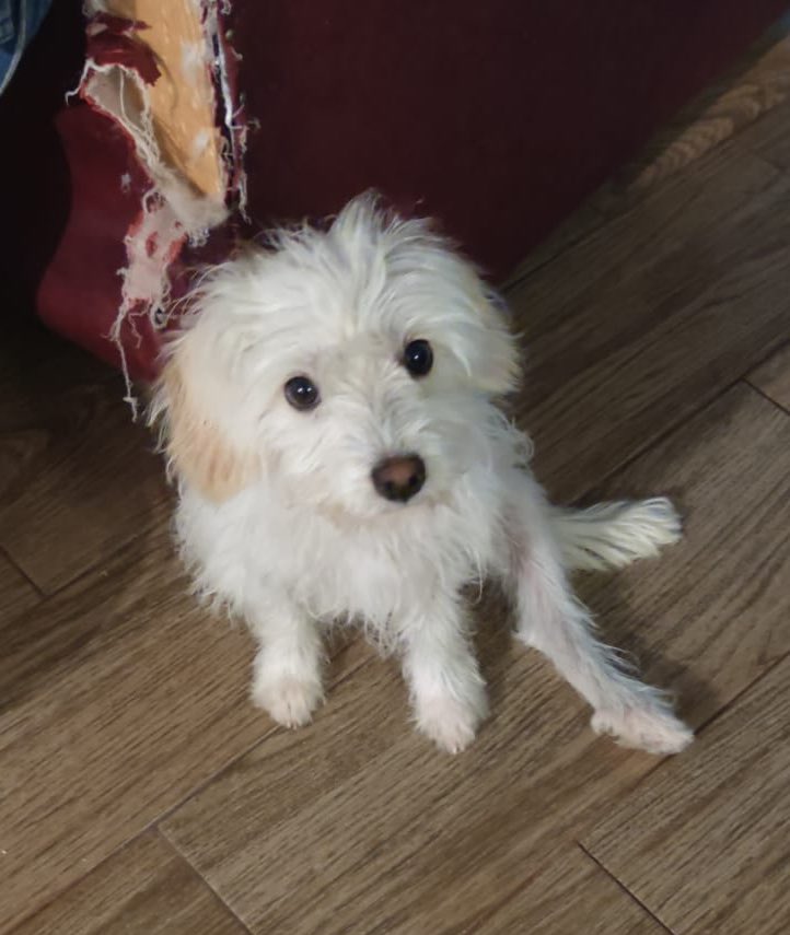Hermosa nenita en adopción responsable aprox 6 meses talla chica/med súper cariñosa, sociable y amorosa, quien se anima a darle una oportunidad? RT 🙏🏻 <a href="/MascotasSismo/">Mascotas Sismo</a> <a href="/perrososmx/">🅿🅴🆁🆁🅾🆂🅾🆂🅼🆇</a> <a href="/acano52/">Arturo</a> <a href="/mayumiguillen/">Mayú Guillén 🇲🇽🇺🇦</a> <a href="/PaolaFrida/">ρασℓα </a> <a href="/EsEstra/">A L I 🐾</a> <a href="/BrigadaMundo/">Brigada Mundo Animal</a> <a href="/CatQueen000/">Cat Queen🐱 Sin palomita azul</a> <a href="/ProyectoSixPack/">Proyecto Six Pack</a> <a href="/FCF_mx/">FundColitasFelices</a>