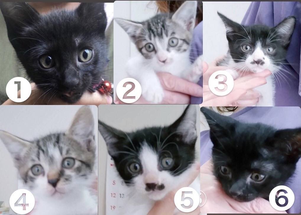 生後1ヶ月の甘えんぼな子猫たち、里親募集されてます。お店にはいませんので、気になる子がいたら一度ご連絡をお願いします(^^)他の写真も必要でしたら載せます🙆‍♀️とてもかわいい子たちです！#かごにゃん #子猫里親募集