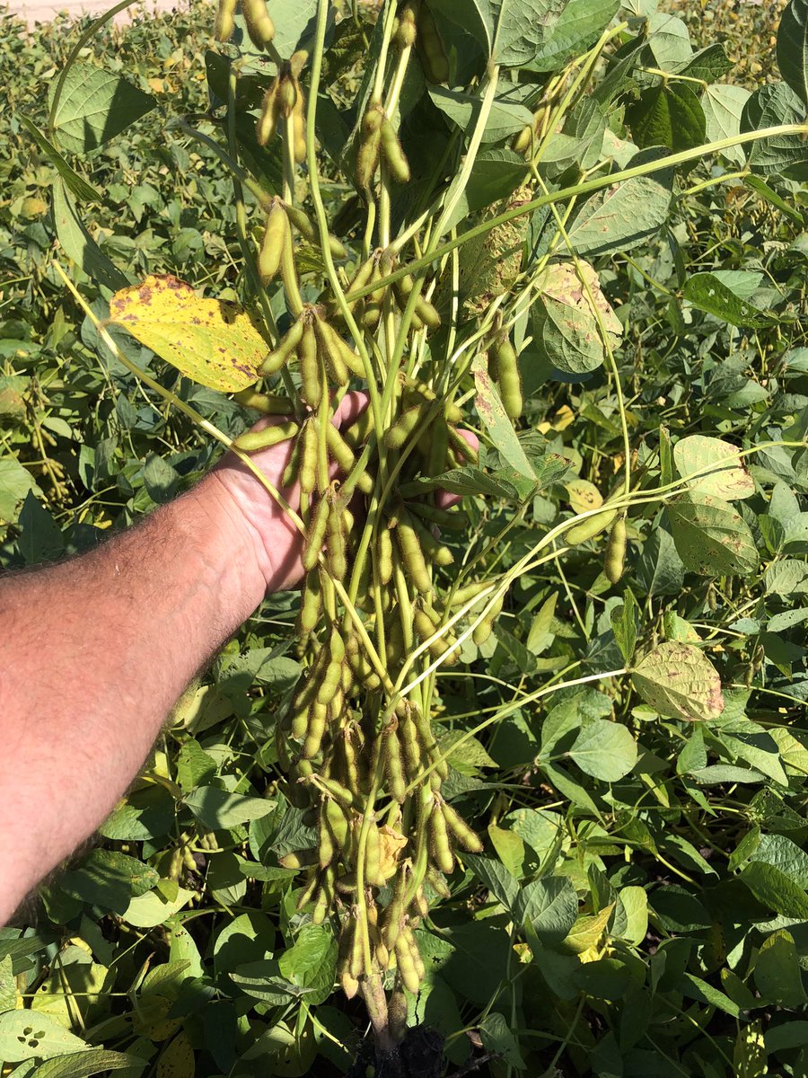 ttheede's tweet photo. Channel 0622RXF.   What an impressive early maturity soybean! https://t.co/oQnayl3Xzz