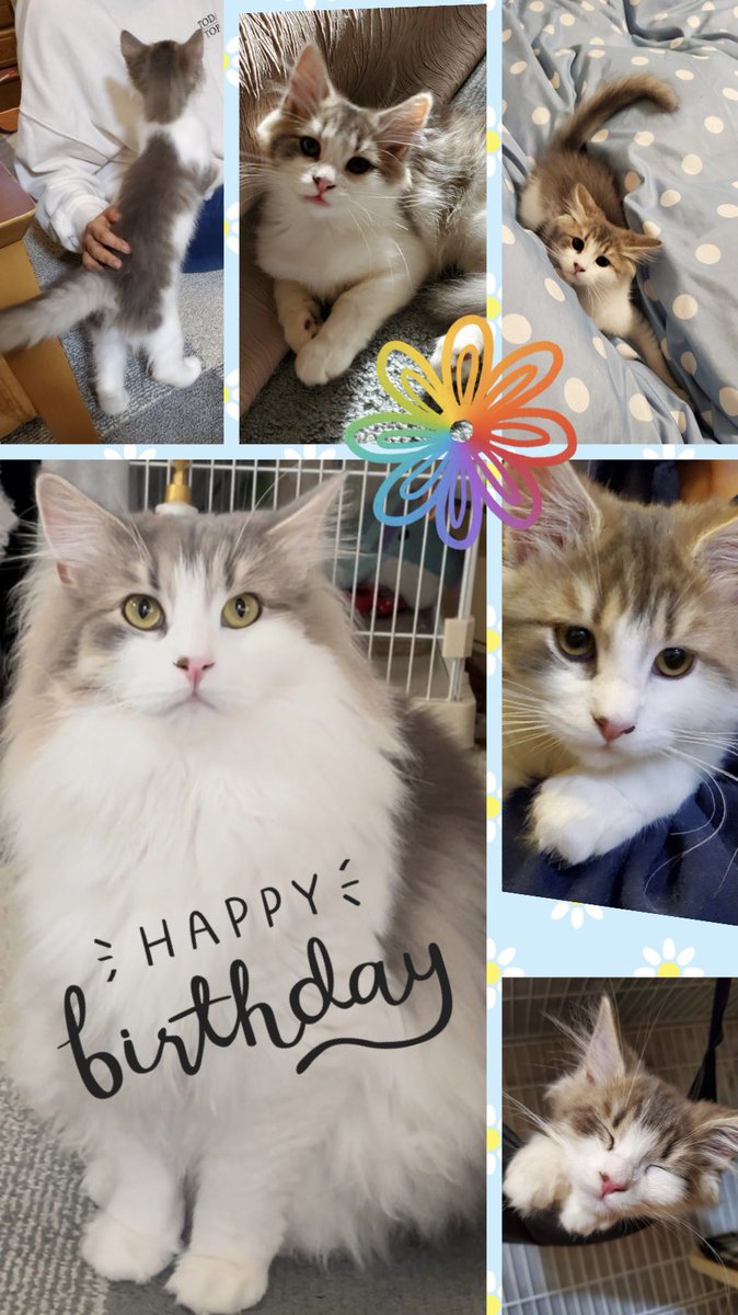 Peterthe3rd_k's tweet photo. Happy 2nd Birthday!
ルイス2歳になりました💝 https://t.co/lb6OBSxDGa
