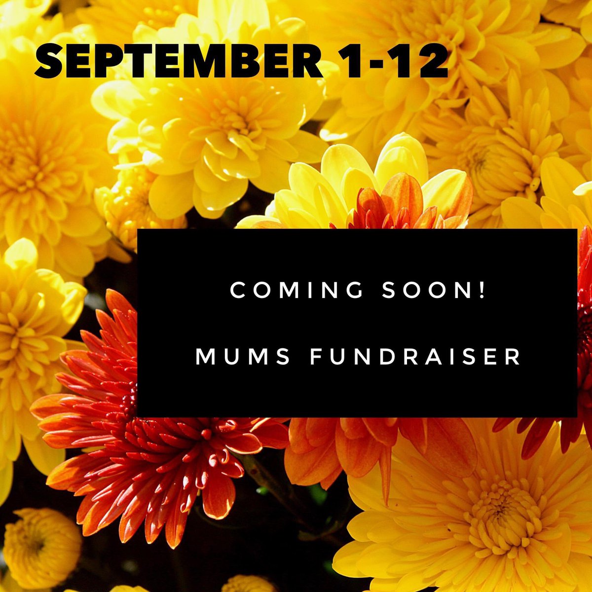 hrms_pta's tweet photo. Coming Soon! Our annual @HollyRidgeMS Mums the Word fundraiser starts this week. Be on the lookout for info to be shared on how to get yours! https://t.co/1IGBhLjrm5