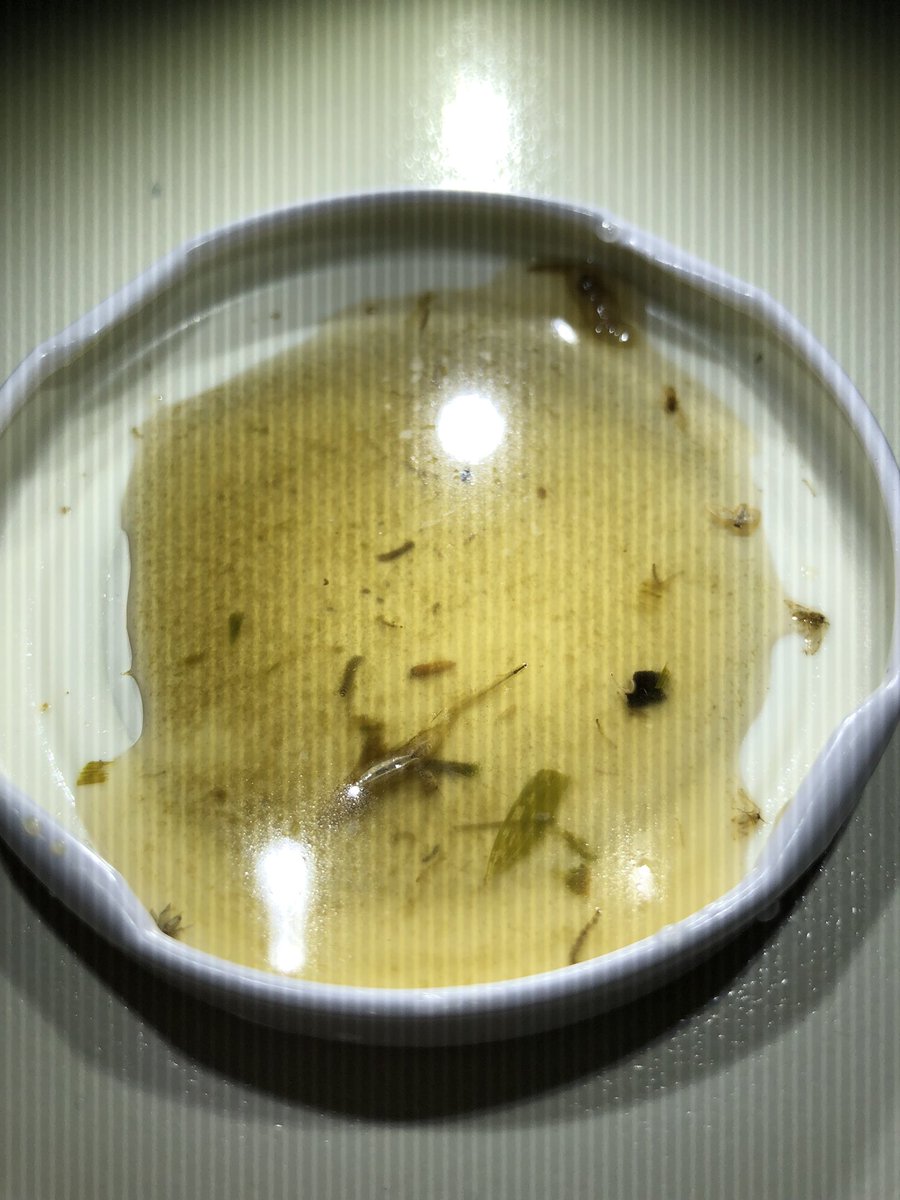 JtdFinch's tweet photo. #Hoverflylagoon going on strong! My high nitrogen pond now contains lots of what Iβm assuming are #Eristalis tenax larvae. Lots of females are also continuing to visit to oviposit @The_Buzz_Club https://t.co/1P3jlamiT6