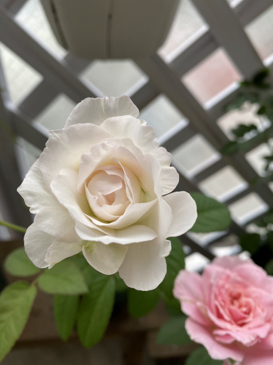 Jasmine7575757's tweet photo. 涼しくなるとバラが一斉に咲きました。
やはりガブリエルはめちゃくちゃいい匂い😍
#ガブリエル
#kn29
#パシュミナ
#エブリン https://t.co/MPJCn0eTwl