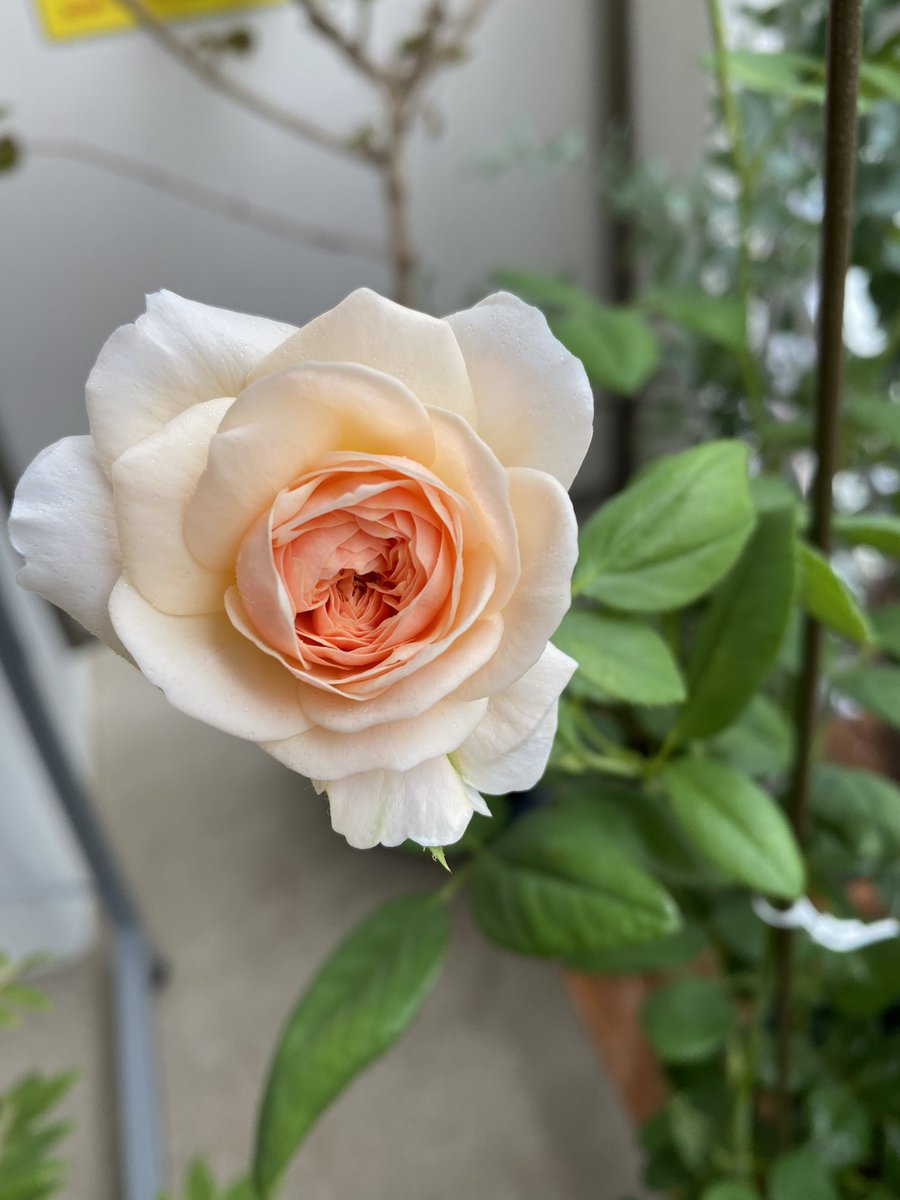 Jasmine7575757's tweet photo. 涼しくなるとバラが一斉に咲きました。
やはりガブリエルはめちゃくちゃいい匂い😍
#ガブリエル
#kn29
#パシュミナ
#エブリン https://t.co/MPJCn0eTwl