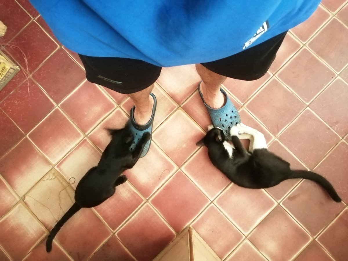 Krirk00's tweet photo. Yummy 😅😼
#NFT​ #NFTCommunity #NFTTHAILAND #cats #CatsOfTwitter https://t.co/hSAC9G1KSS