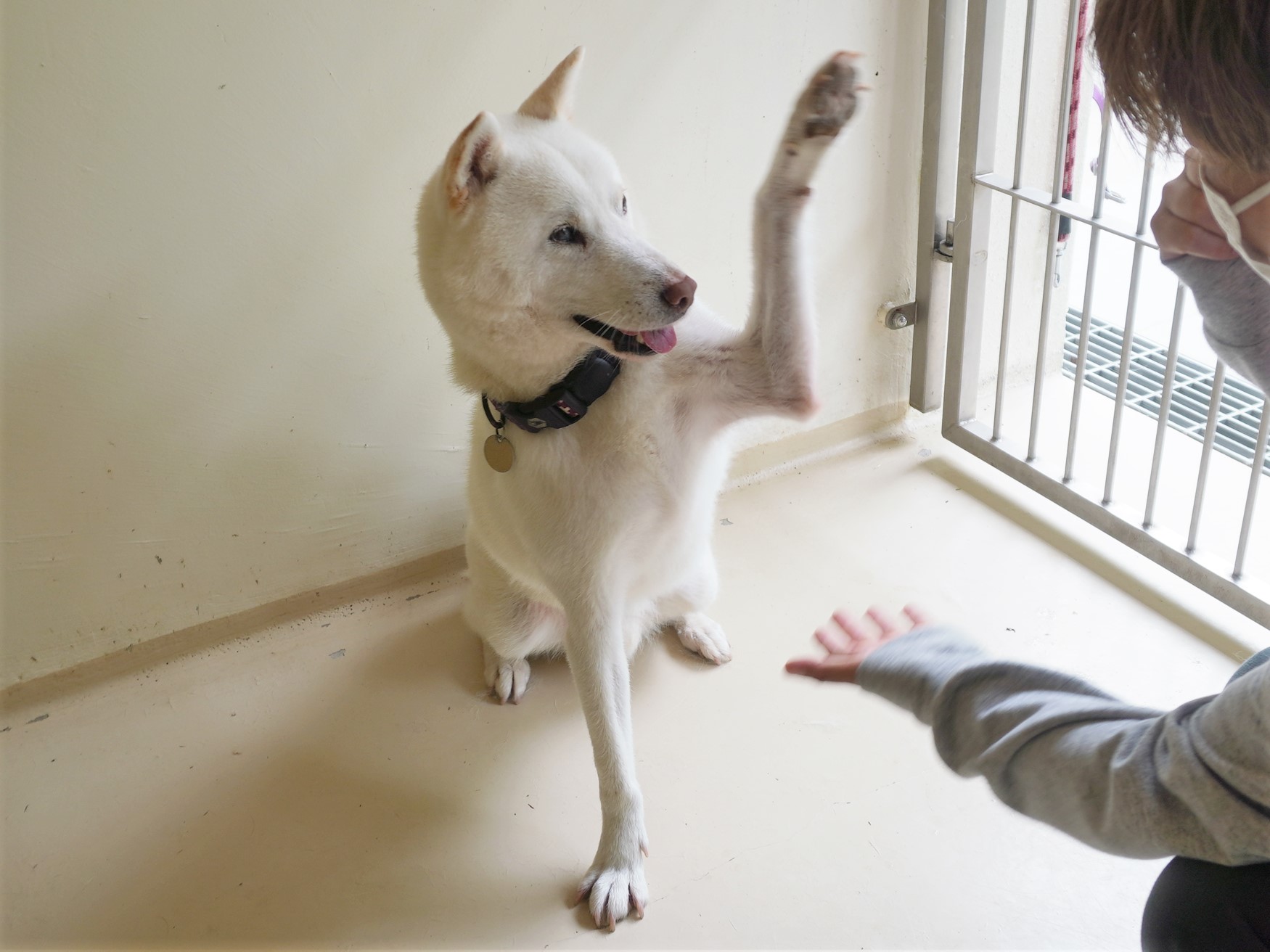 つぶりん Tsuburinjs Twitter