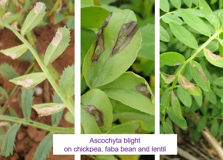 Putting a fungicide out? Please check your pulse crop for #AscochytaBlight first. 

Im seeking AB on lentil, faba, &amp; chickpea for <a href="/theGRDC/">GRDC</a> projects. Samples without a recent spray are best for isolate collection.

DM me for a paid return Express Post envelope <a href="/CropWatchSA/">Crop Watch SA</a>