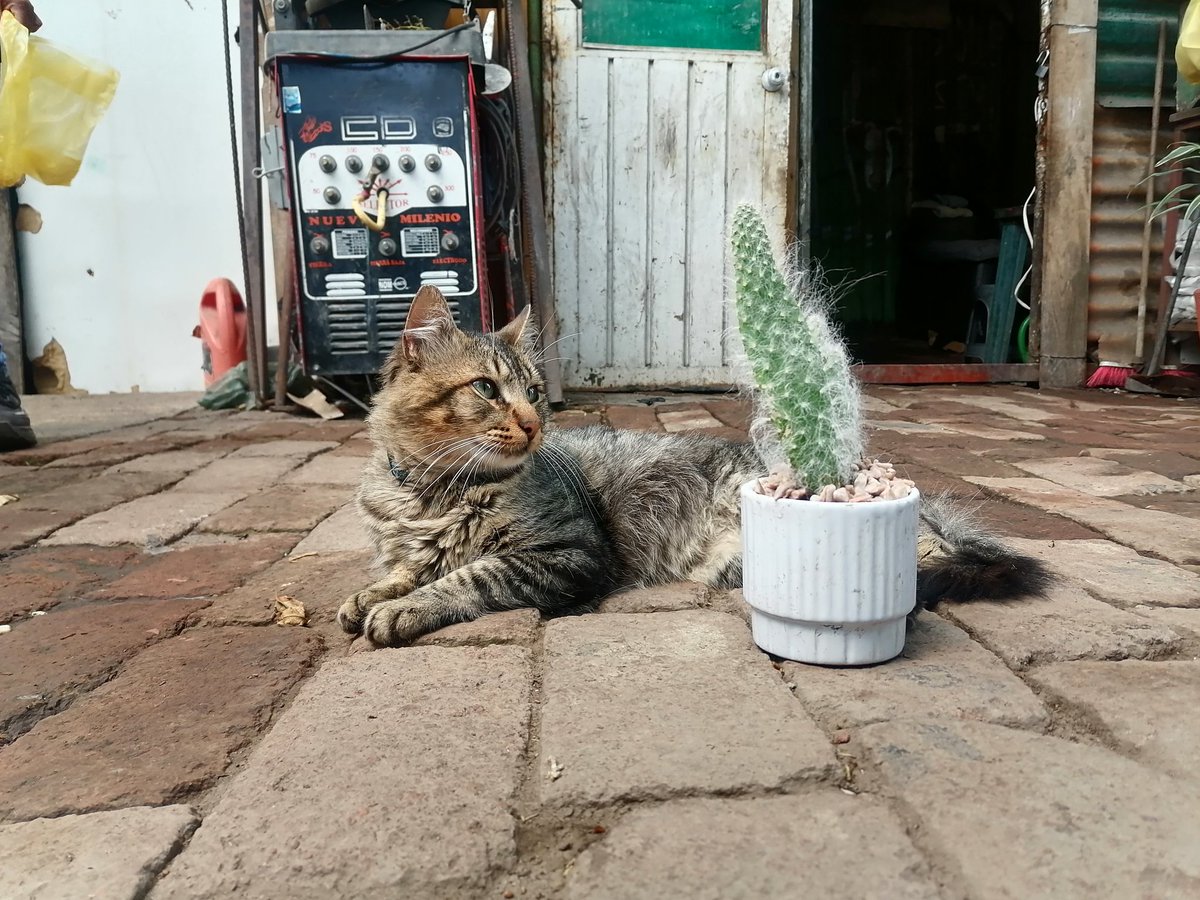 Gatito de vivero, y mi cactus; porque soy la señora de las plantas y los gatos.