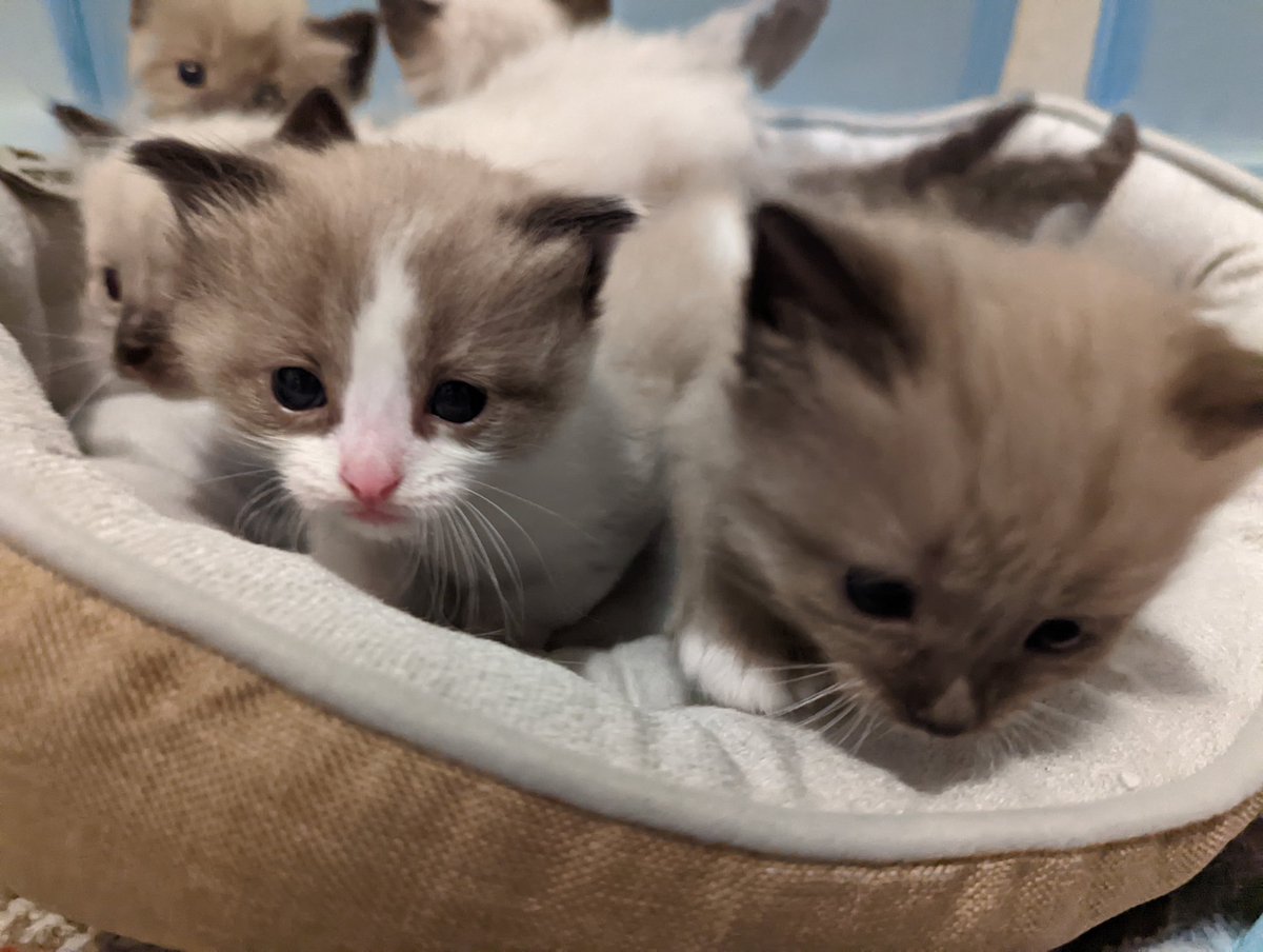 FluffyRagdolls's tweet photo. We are helping humom get ready to announce a 
✨✨New Giveaway✨✨ tomorrow!!! #CatsOfTwitter #Catcontest https://t.co/IWPR3Ah9JV