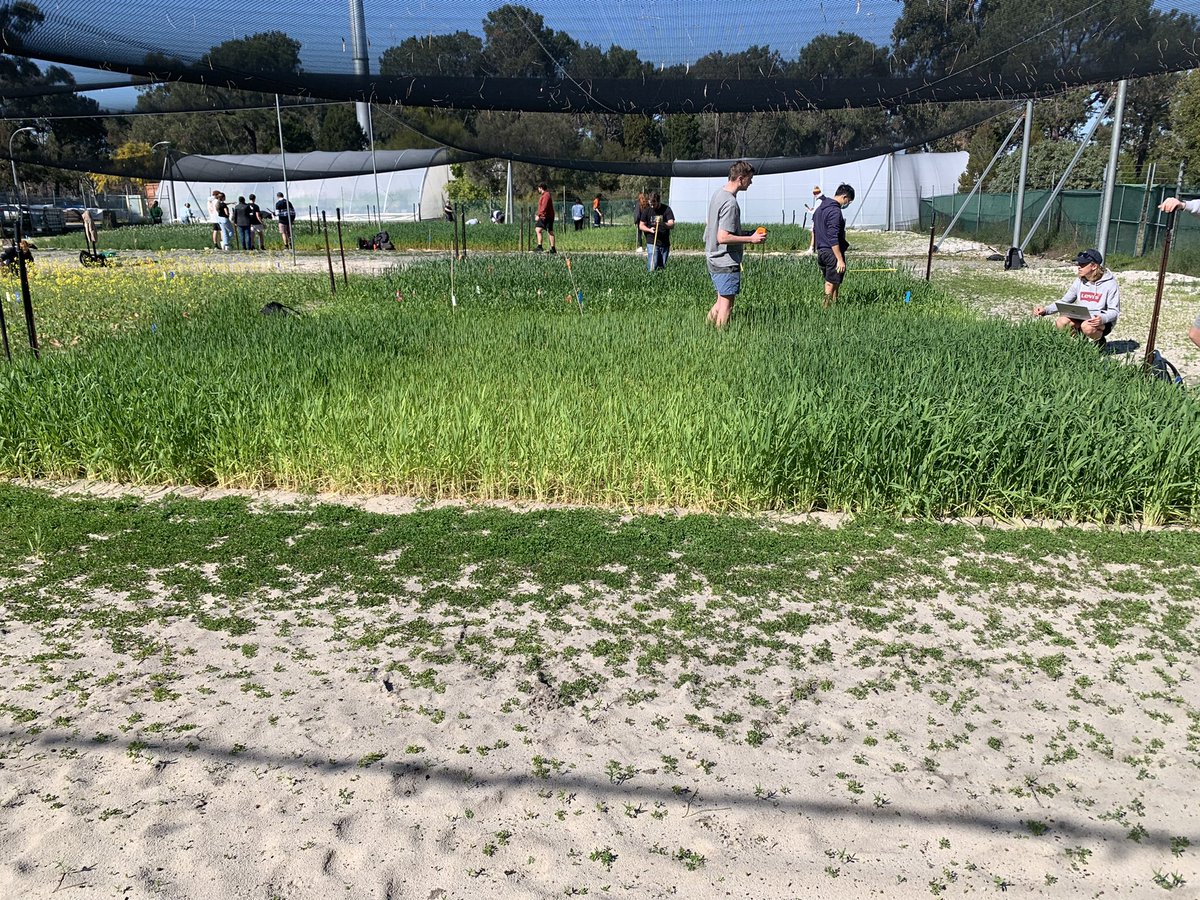 Some of this weeks observations!
Eth295 has come back, the plants are in boot (see picture 2). We have noticed some snails and powdery mildrew.
The difference between treatments is more varied.