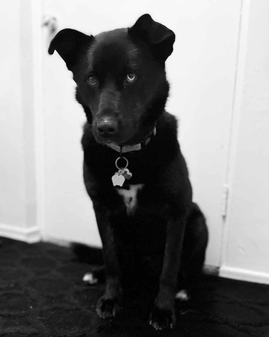 Biscotti tweet media