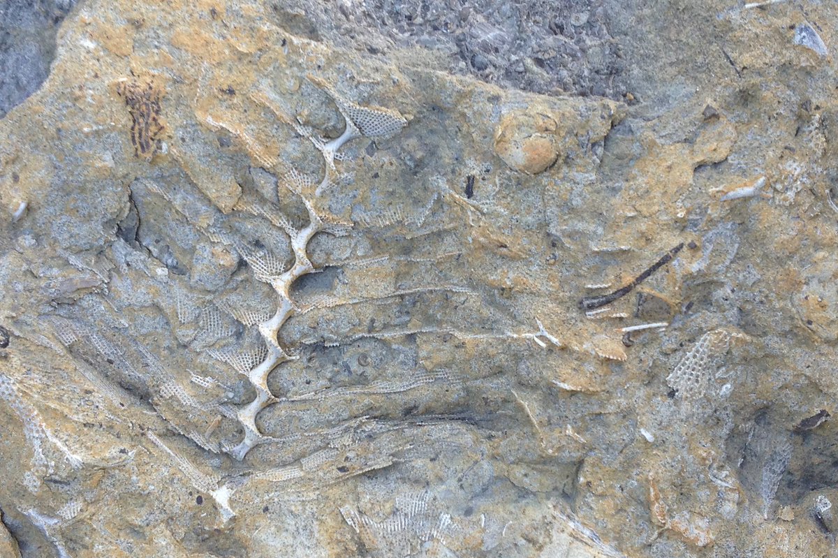 jason_loxton's tweet photo. Zoom in! This is the most spectacular Archimedes I've ever seen. Pitkin Limestone, Arkansas. Image from @Godwin_Geology's website. https://t.co/dtAYdYOtmk