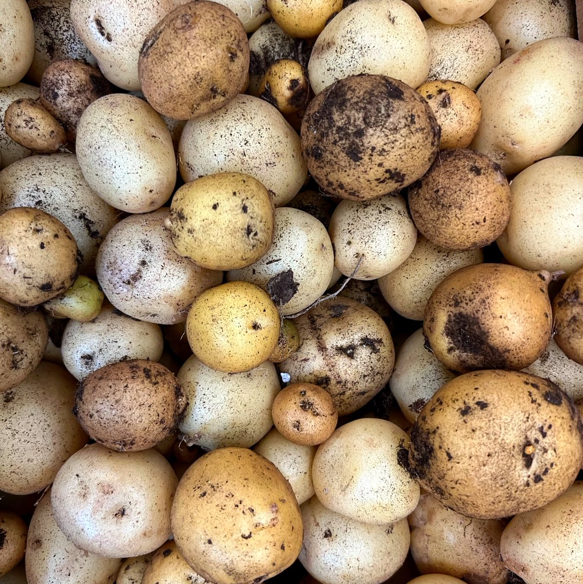operationecopen's tweet photo. Potatoes are bad when shrivelled, but plant them for new potatoes! 🥔😀🍟 Very happy to have 82 lbs potatoes 🥔 zukes 🥒 &amp; tomatoes 🍅 for @FTNDurham last week! 😄
Thx to @takingitglobal, Gov of Canada, &amp; Canada Service Corps! https://t.co/wQnX3X2YR0 #RisingYouth #leaderstoday https://t.co/bZMbFDvfiW