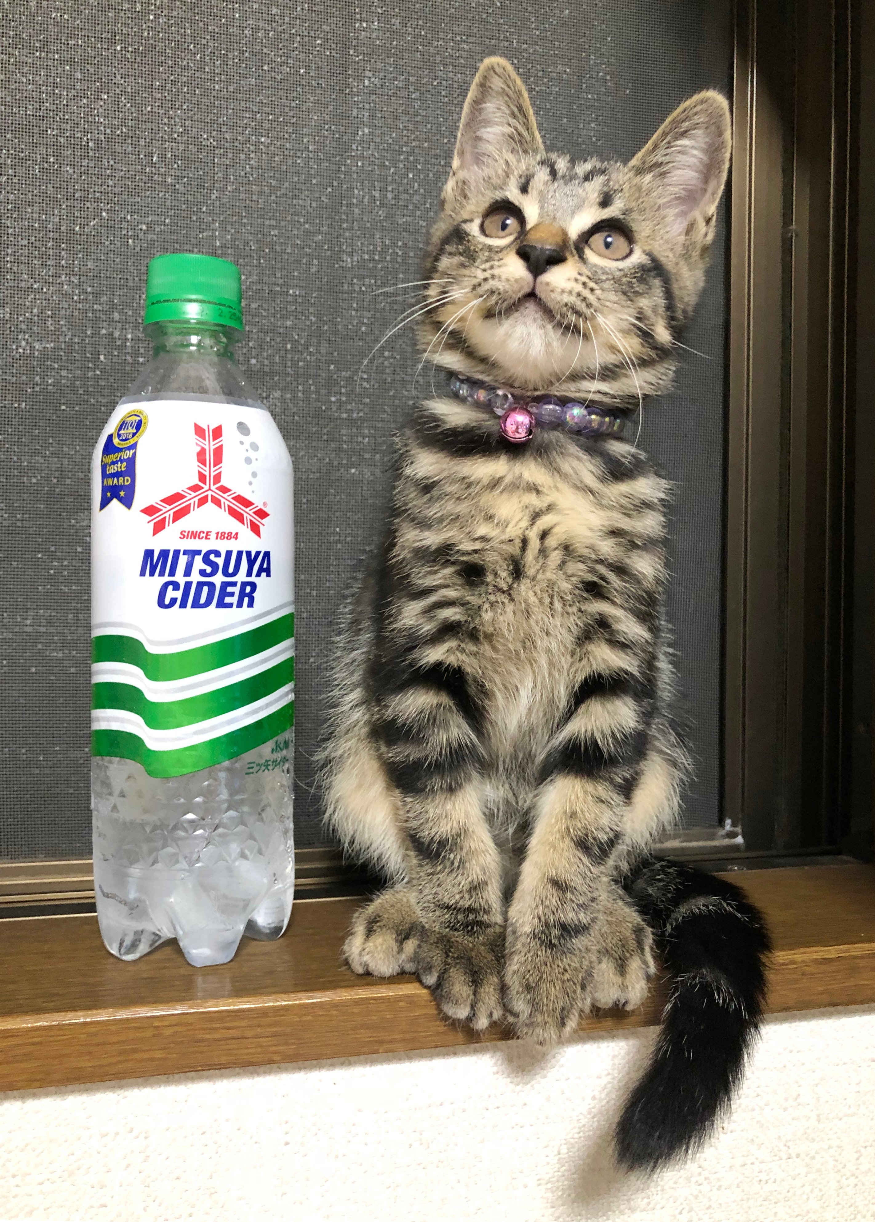 猫の肉球　あさづゆ 2018 ハーフボトル　11本 猫の肉球 あさづゆ 2018 ハーフボトル 11本 猫の肉球 あさ