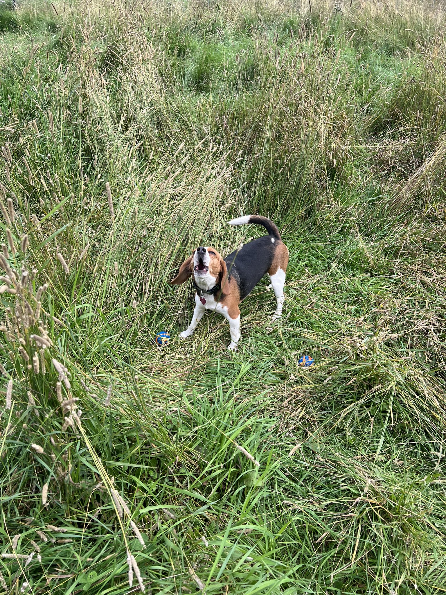 Dave Dorsey on Twitter "How many blue and orange balls do you see? How