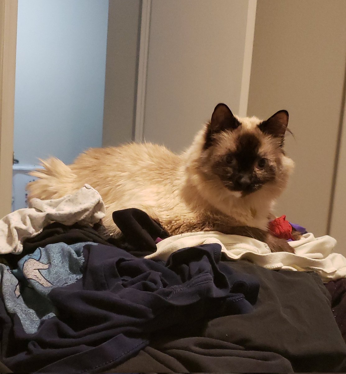 CatsOffTheHook's tweet photo. #CatsOfTwitter #cats
Pile of clean clothes? 
Didn't you mean "throne for Marina"? -Marina https://t.co/rxApE1Iv72