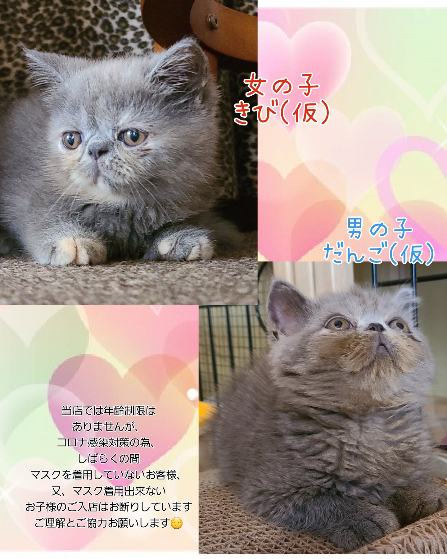 沼津猫カフェ Twitter Search Twitter