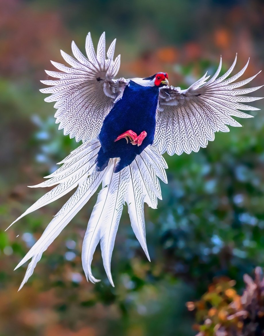 Silver Pheasant

#birds #nature #photos
#LovelyBirdsInChina