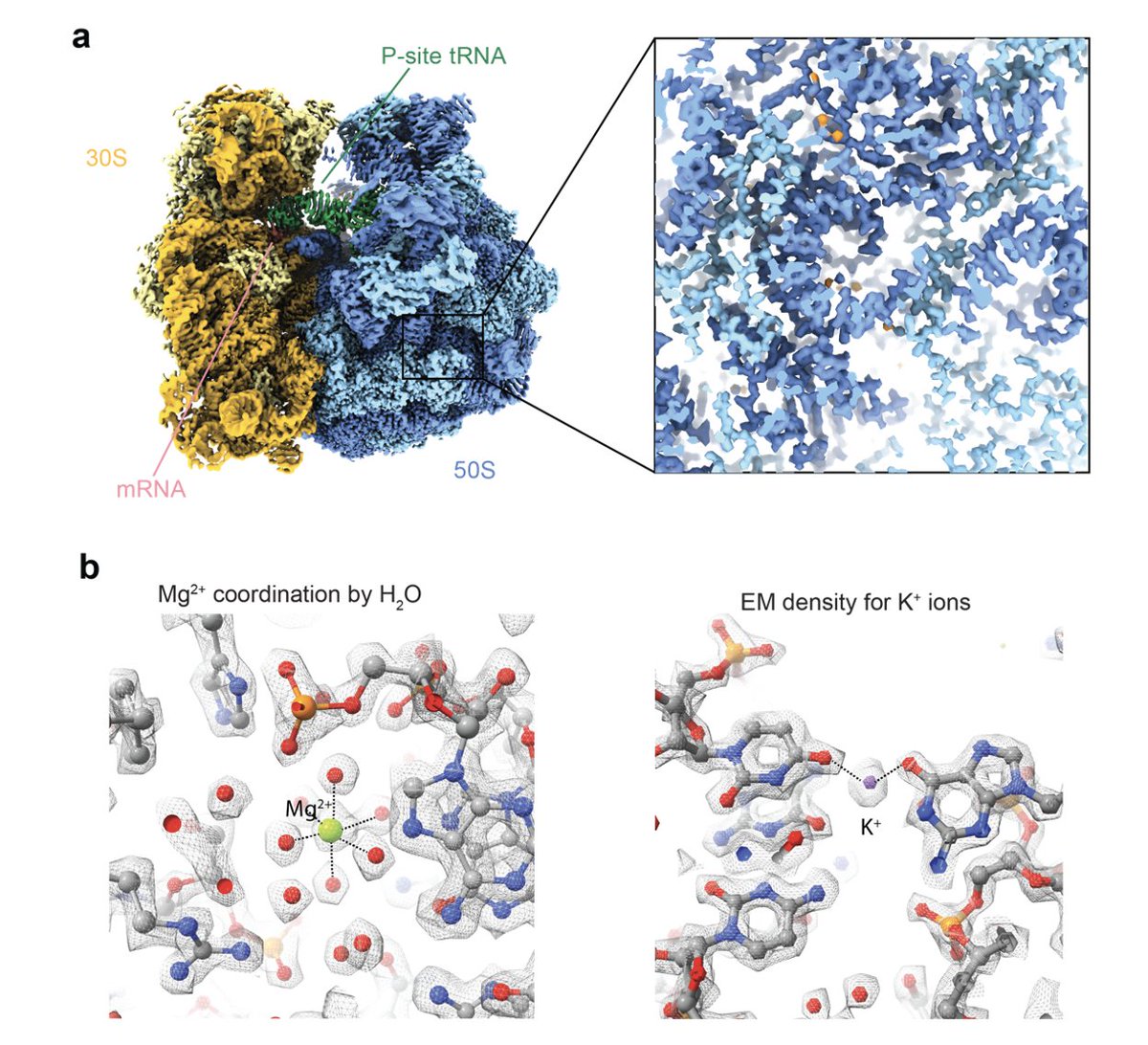 Check out our first preprint of the 1.55 Å cryo-EM structure of the bacterial translating ribosome!! An awesome collaboration between our group at <a href="/UVA/">UVA</a>   with the <a href="/SimoneMattei19/">Simone Mattei</a>  group at the Imaging Centre at <a href="/EMBLHeidelberg/">EMBL Heidelberg</a>  and the Atkins group at <a href="/UCC/">UCC Ireland</a> biorxiv.org/content/10.110…