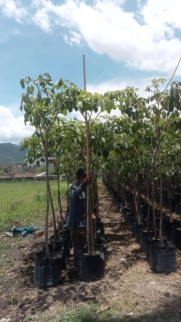 FlorVivero's tweet photo. 🌸🌿 En venta árboles Guayacán rosa. Bolsa 45 litros, 2.50 a 3 mts , tallo 2 pulgadas. 

📍Cuautla,Morelos
📲7351023328 y 📲7351023104 

#viverolaflordemorelos #viveros #vivero #árboles #árbol #ventadeárboles #ventadeárbol #viverodeárboles #ventadeguayacan #paloderosa #RobleRosa https://t.co/dlGc5iyhZ9