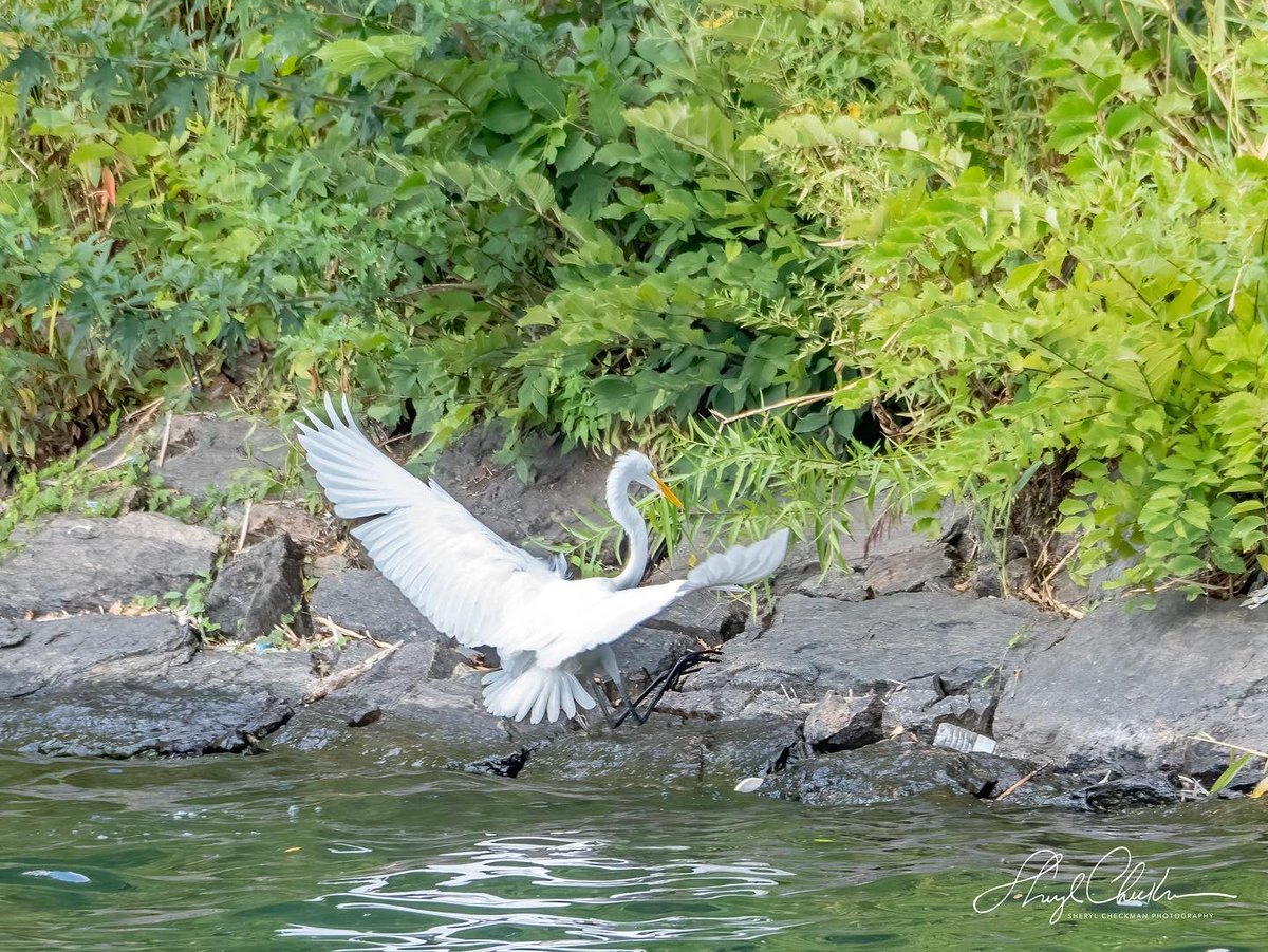 Great Egret after the Cormorant’s lunch, yesterday! #om1 #birdcpp #greategret #doublecrestedcormorant