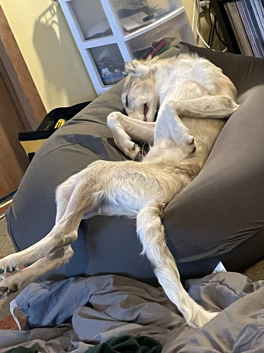 wormwithteeth's tweet photo. @qtcinderella #silkenwindhound representation.  He sleeps like an angel https://t.co/hBCsrS6jZG
