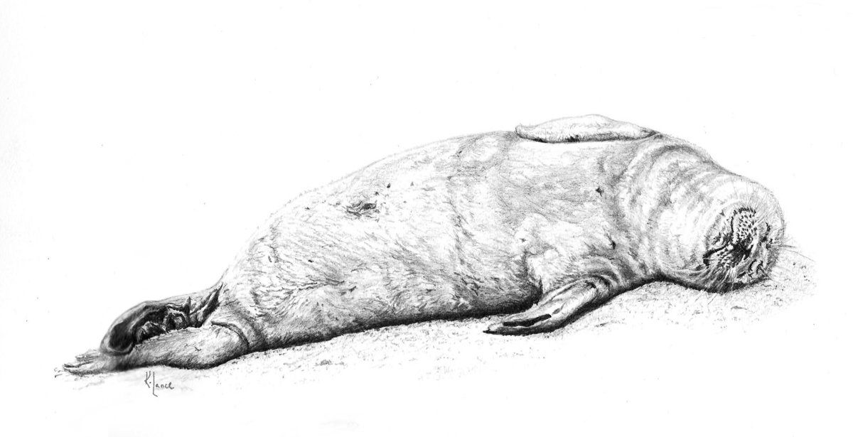 2Bfreelance's tweet photo. So according to #NOAA it is #SealWeekNOAA here is a one-year-old blond Harbor seal snoozing at #HopkinsBeach part of the #MBNMS https://t.co/XfoPkknG27
