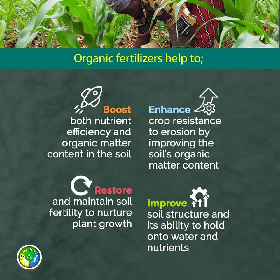 The use of organic fertilizers in sustainable agriculture benefits farmers, consumers and the environment.

#MoFA
#PFJ
#PERD
#fertilizer
#organicfertilizer
#inorganicfertilizer
#Agricinghana 
#cropsinGhana
#increasedyield
#increasedprofits