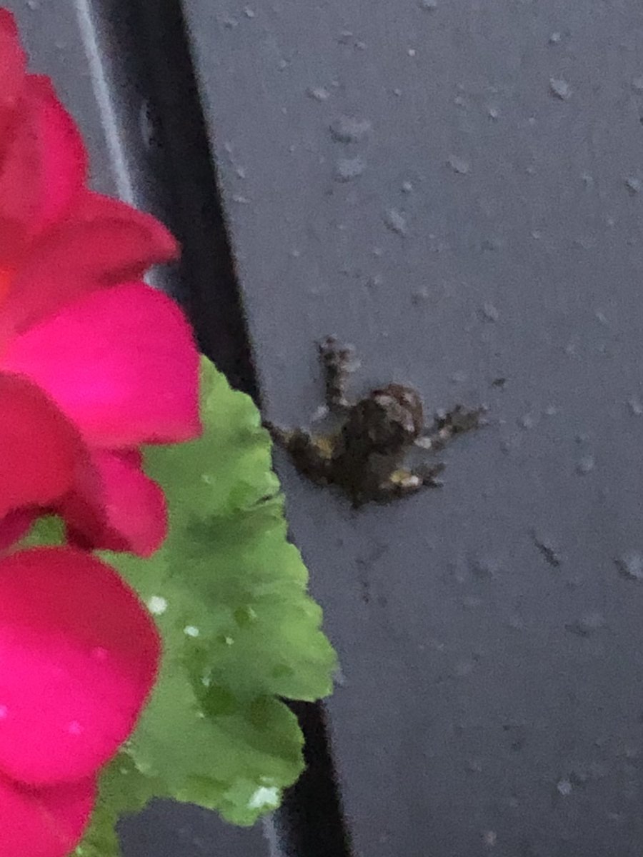 BackCampusGreen's tweet photo. Changii chkwalush naxpii pehpaxkwuleeshak kway wulaakwiike
A tiny frog beside the flowers this evening 🐸 #Munsee #Lunaape https://t.co/BHL74Z3kLQ