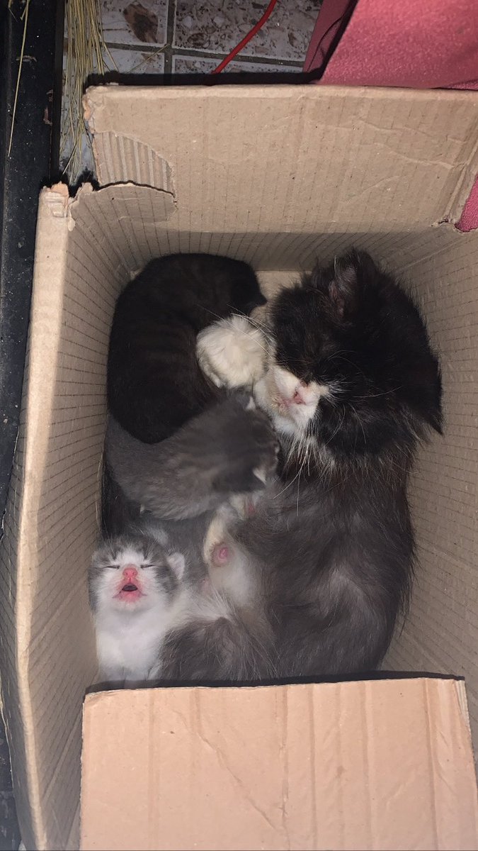 kochengfs's tweet photo. 🐈 Liat adik kicik ku 🥹🥹 mabok susu 🥹🥹
 https://t.co/81TIuEg1UL