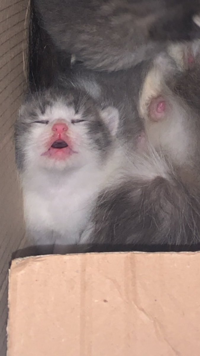 kochengfs's tweet photo. 🐈 Liat adik kicik ku 🥹🥹 mabok susu 🥹🥹
 https://t.co/81TIuEg1UL