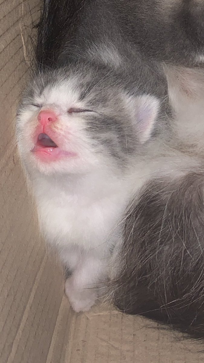 kochengfs's tweet photo. 🐈 Liat adik kicik ku 🥹🥹 mabok susu 🥹🥹
 https://t.co/81TIuEg1UL