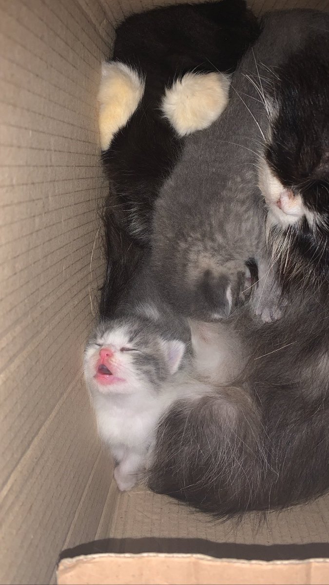kochengfs's tweet photo. 🐈 Liat adik kicik ku 🥹🥹 mabok susu 🥹🥹
 https://t.co/81TIuEg1UL