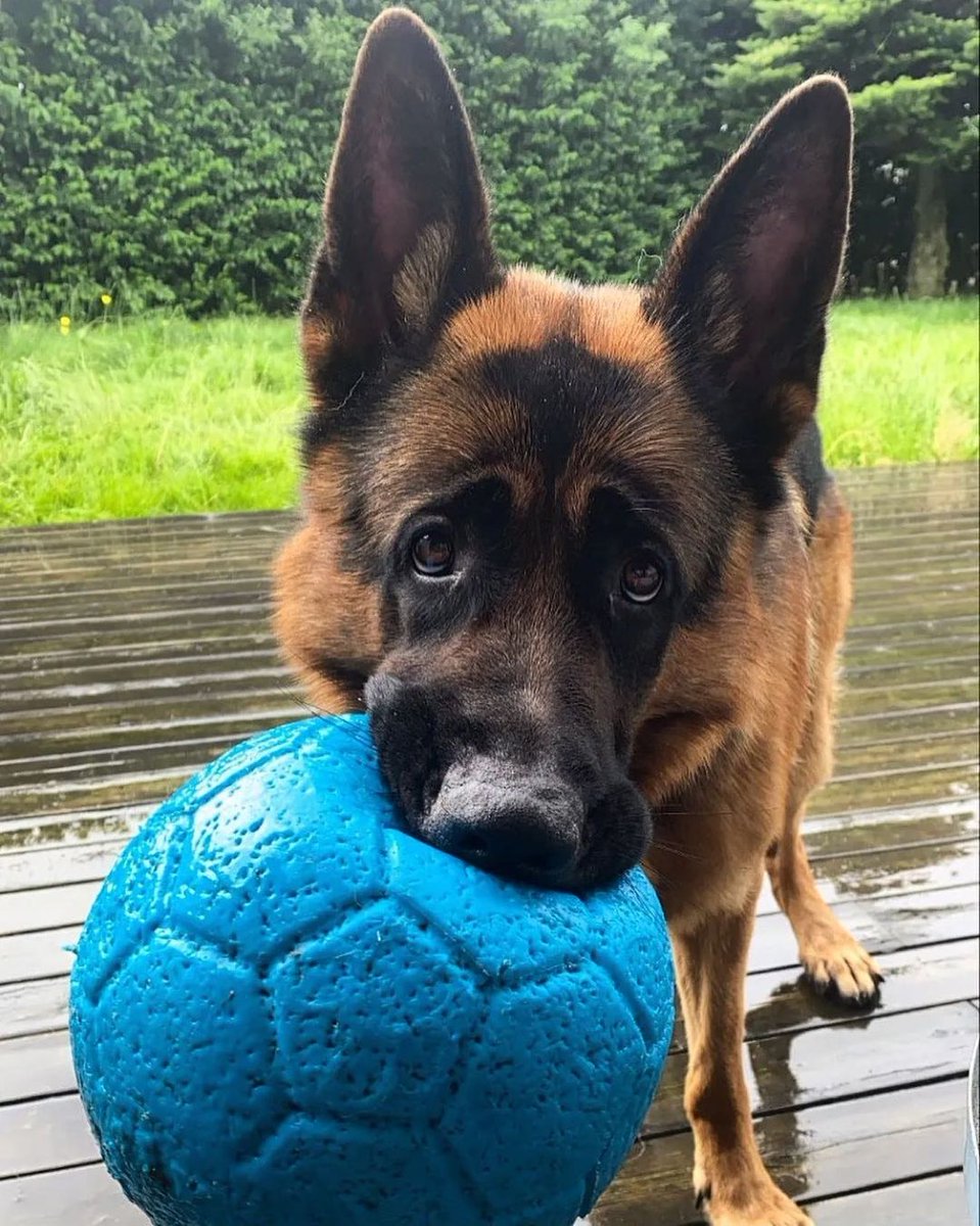 classyhunting's tweet photo. Done with Fetch... let’s play Chase! #violetvonschteinkel #quarantinedogs #gsdlife https://t.co/9tL1kFs4V3