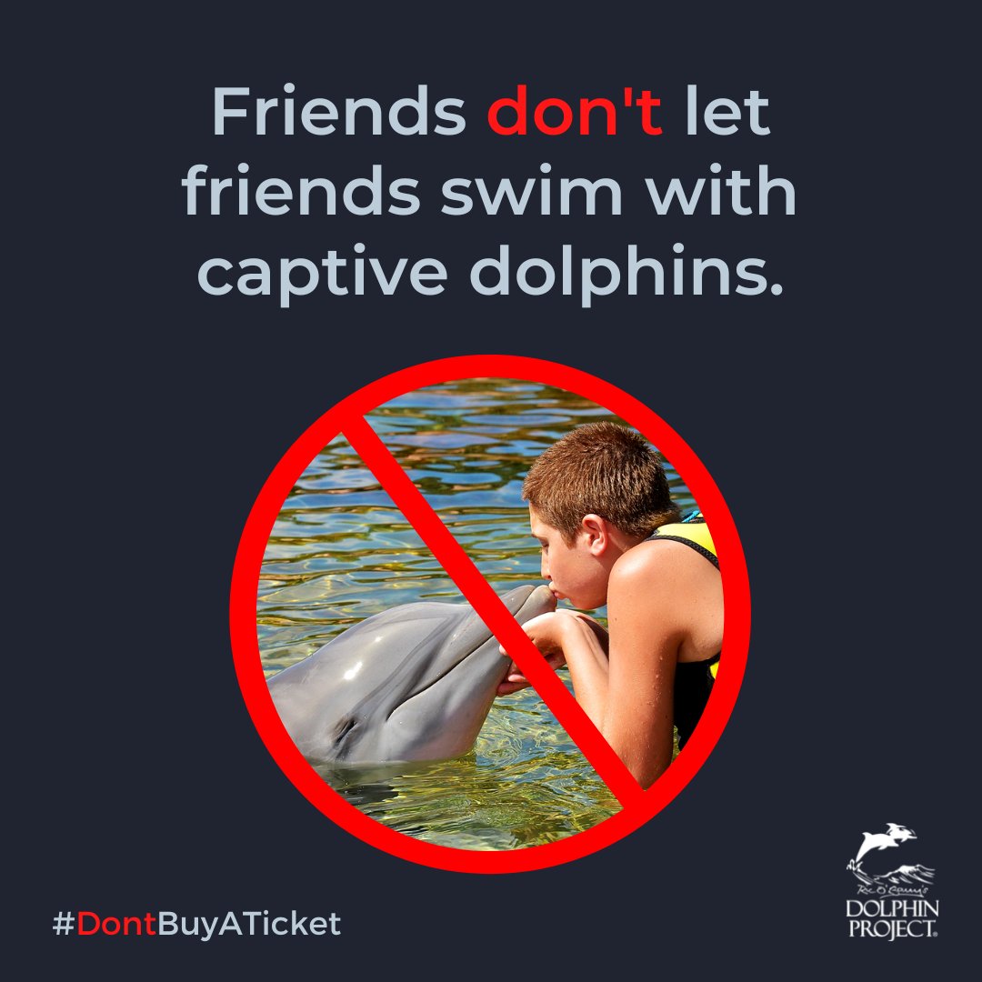 Dolphin Project tweet media