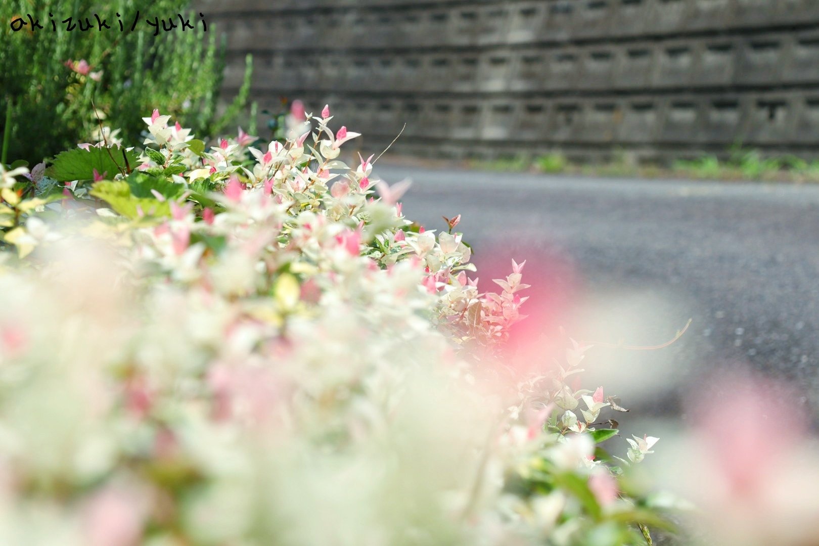 ハツユキカズラ Twitter Search Twitter